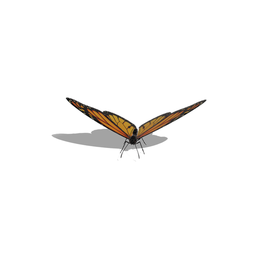 Orange Butterfly