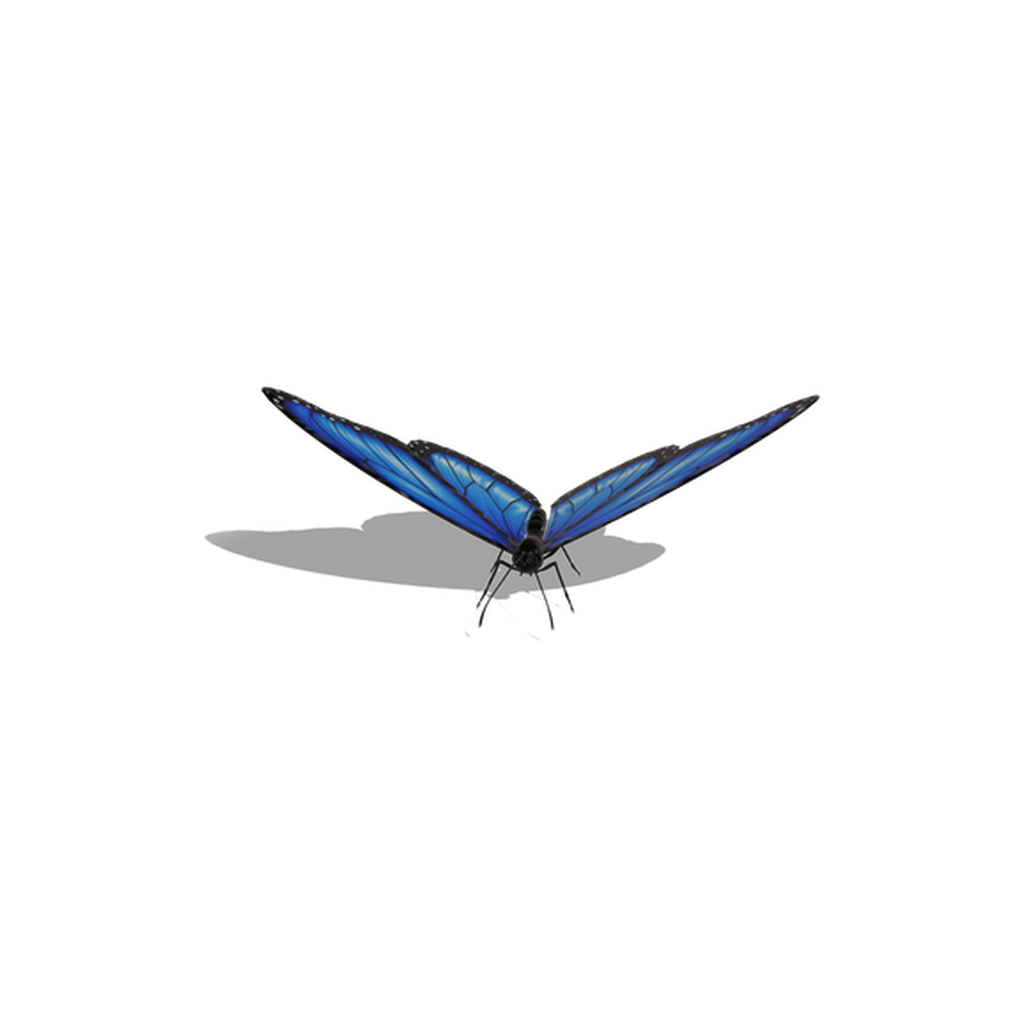 Blue Butterfly