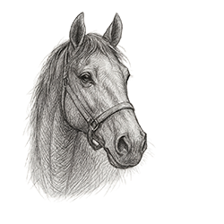 RED DEAD - Cavalos