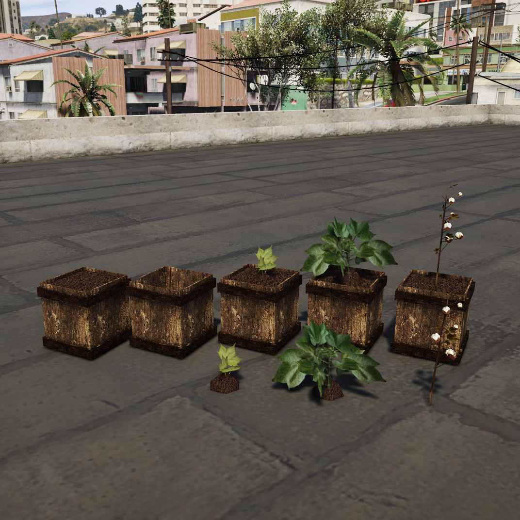 Cotton plant