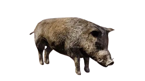 🐗 HUISDIER WILD ZWIJN