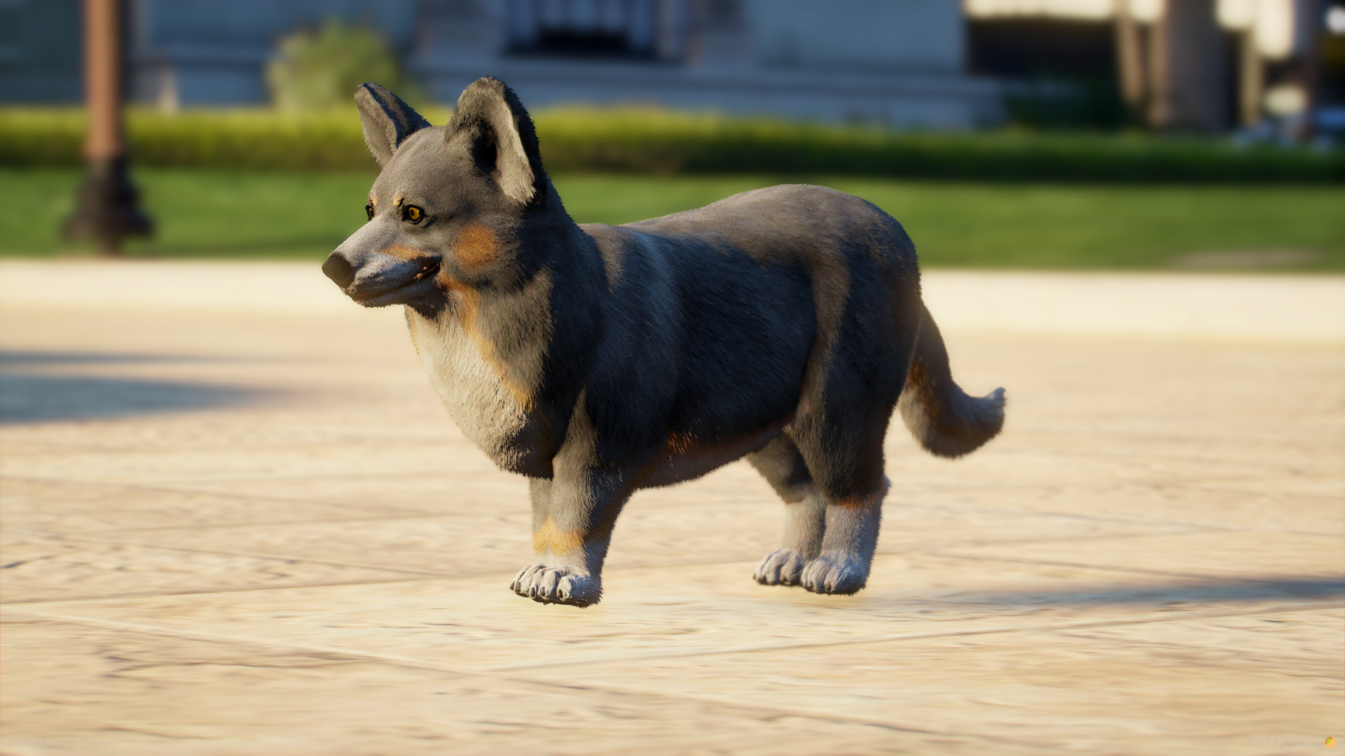 Corgi