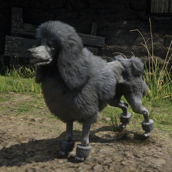 Caniche