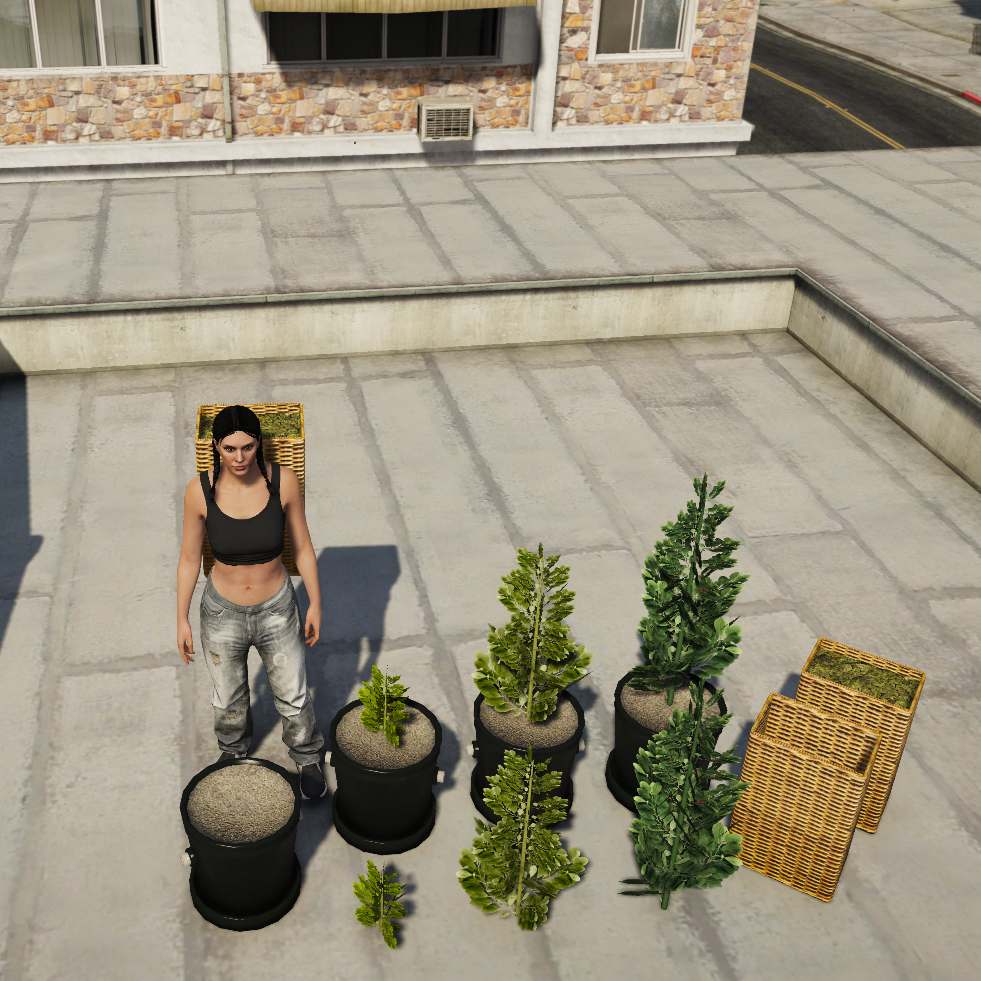New Coca plant