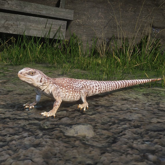 Iguane du désert