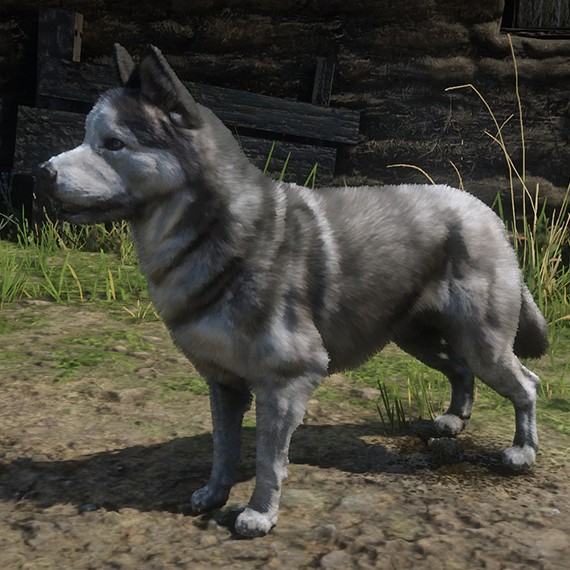 Husky Sibérien