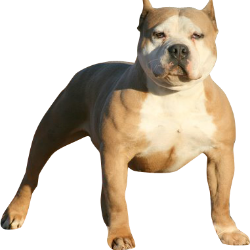 Pitbull