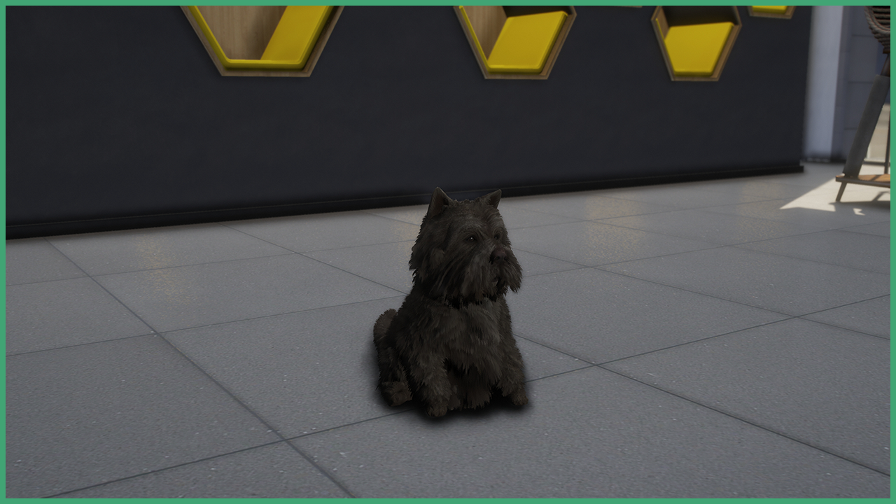 Brown Westie