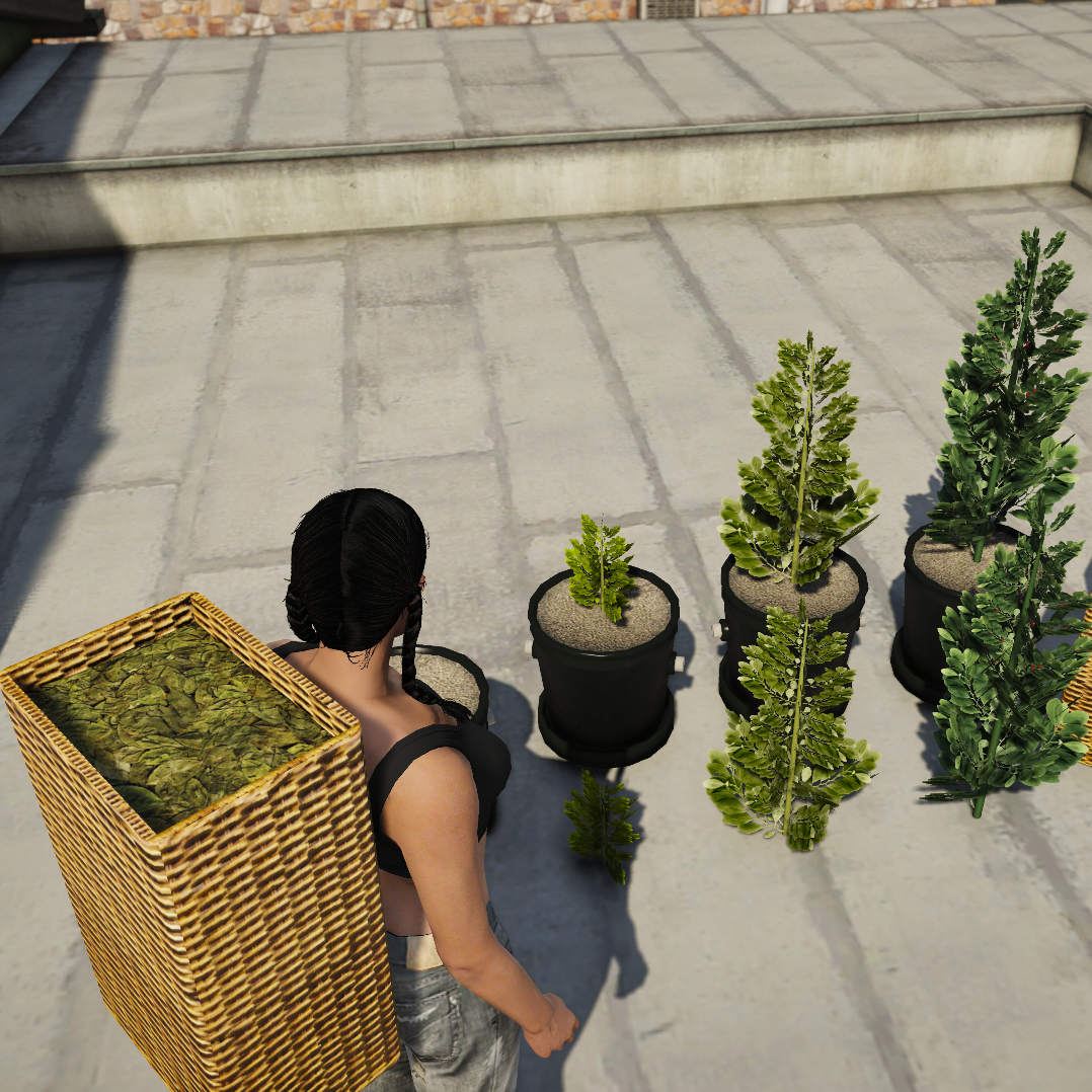 New Coca plant