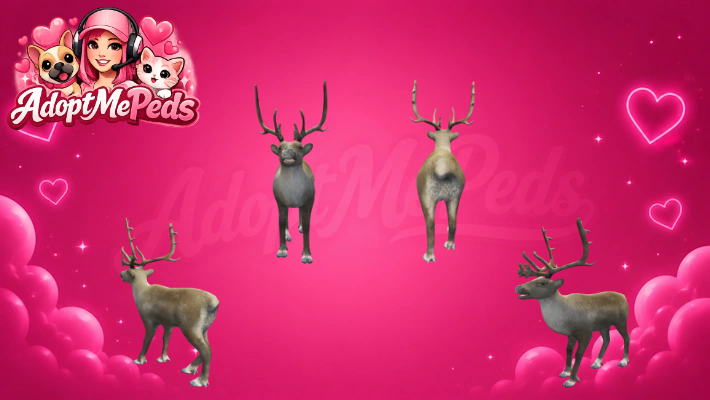 Reindeer