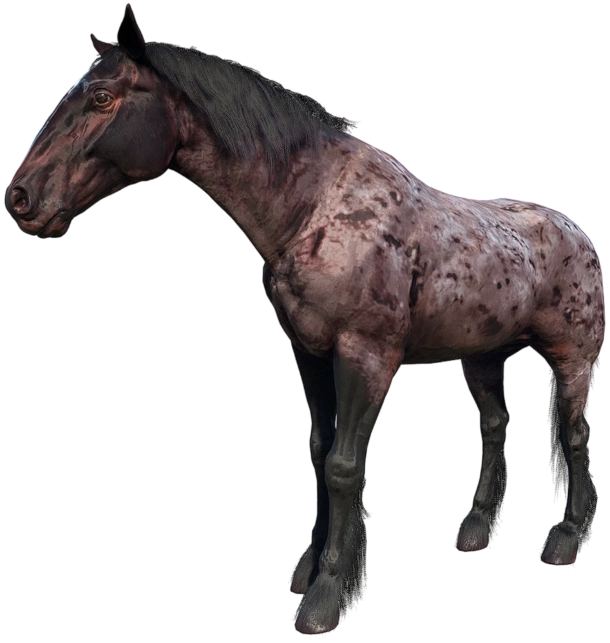 Dark Bay Roan