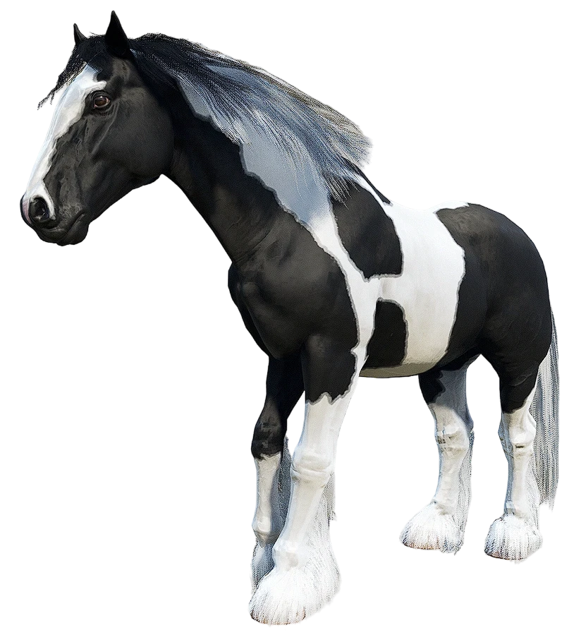 Gypsycob Piebald