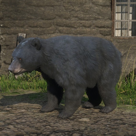 Ours noir