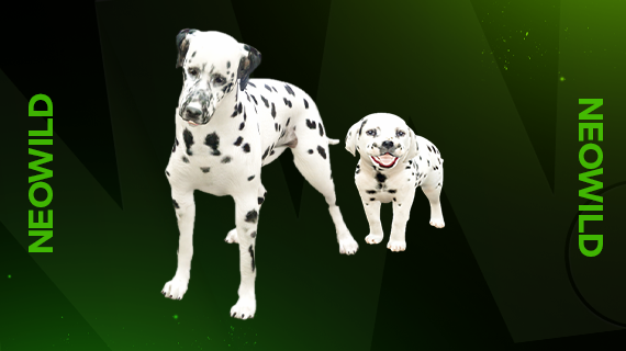 Dalmatian + Dalmatian Puppy