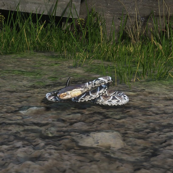Fer de lance