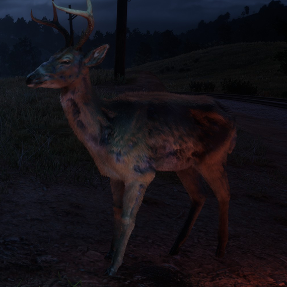Cerf de Virginie