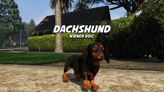 Daschund (weiner dog)