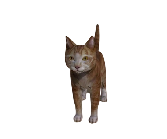 🐈 HUISDIER KAT