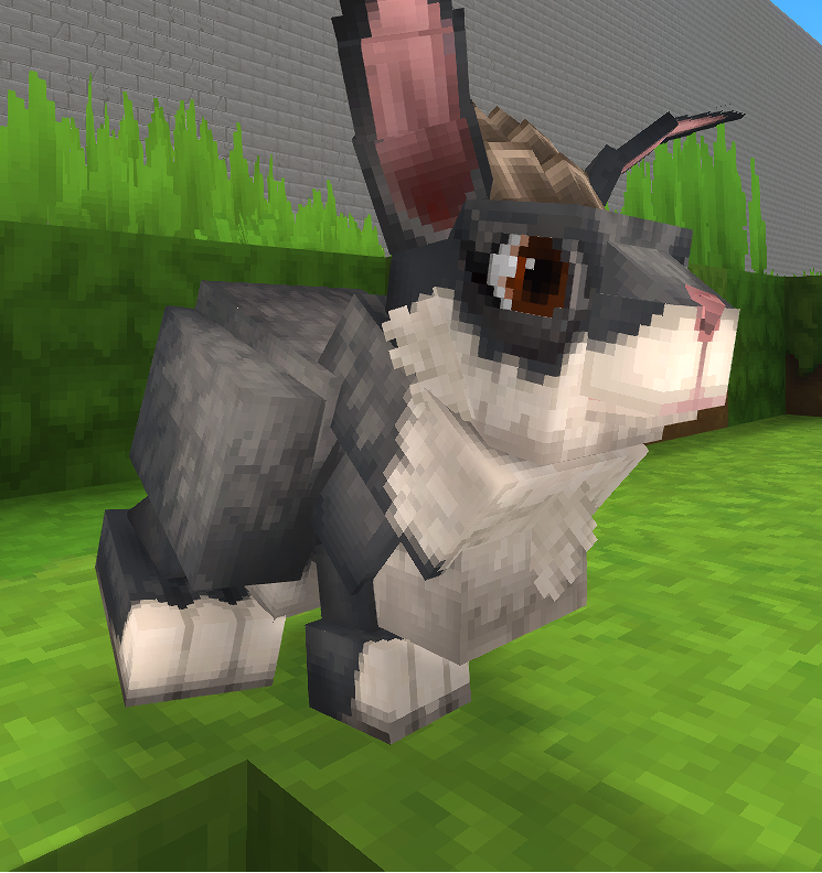 Lapin domestique