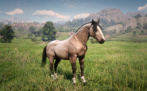 American Indian Horse Dun - Macho