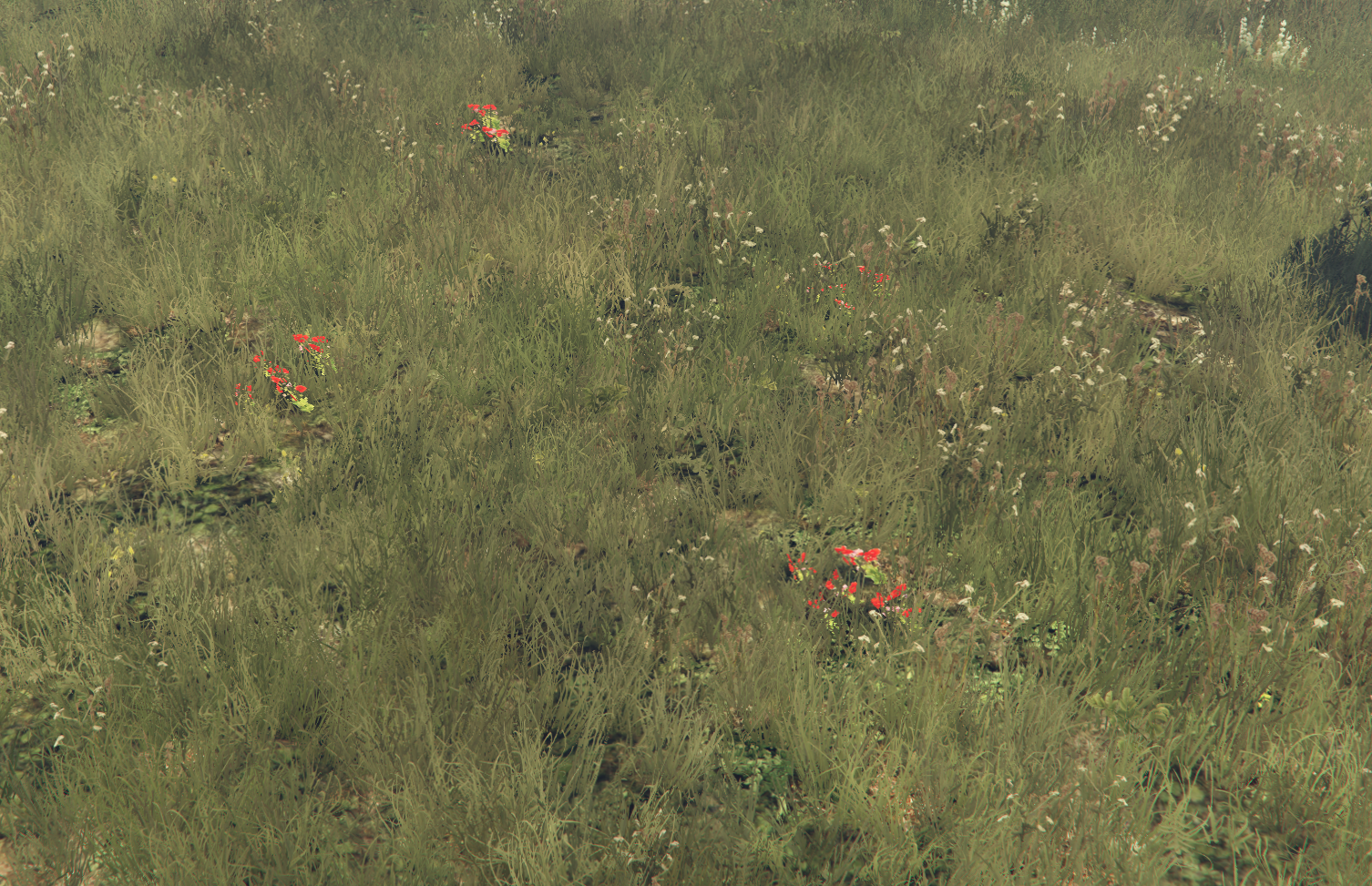 Poppy Plant