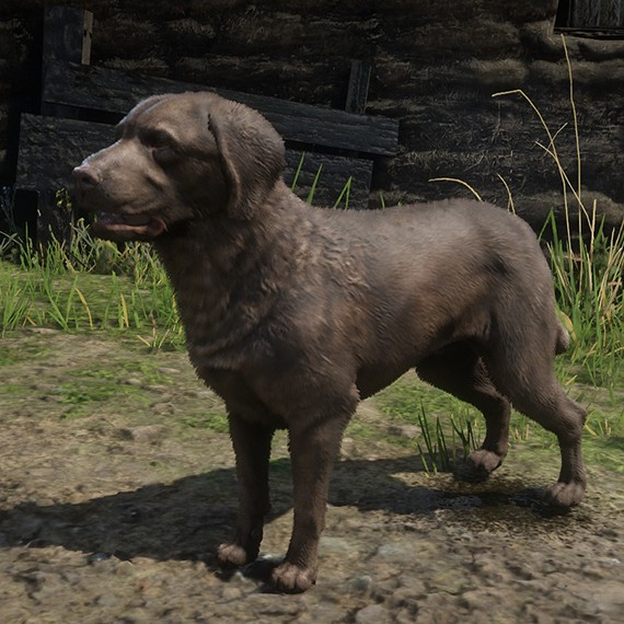 Retriever de la baie de chespeake