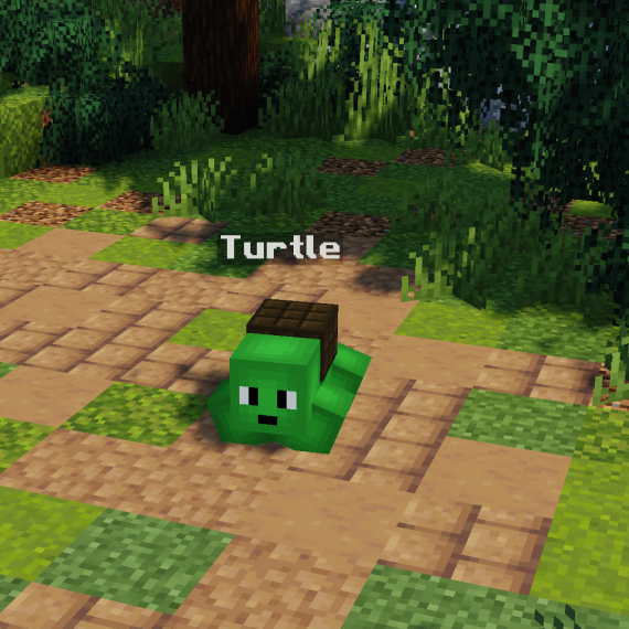 Turtle Pet