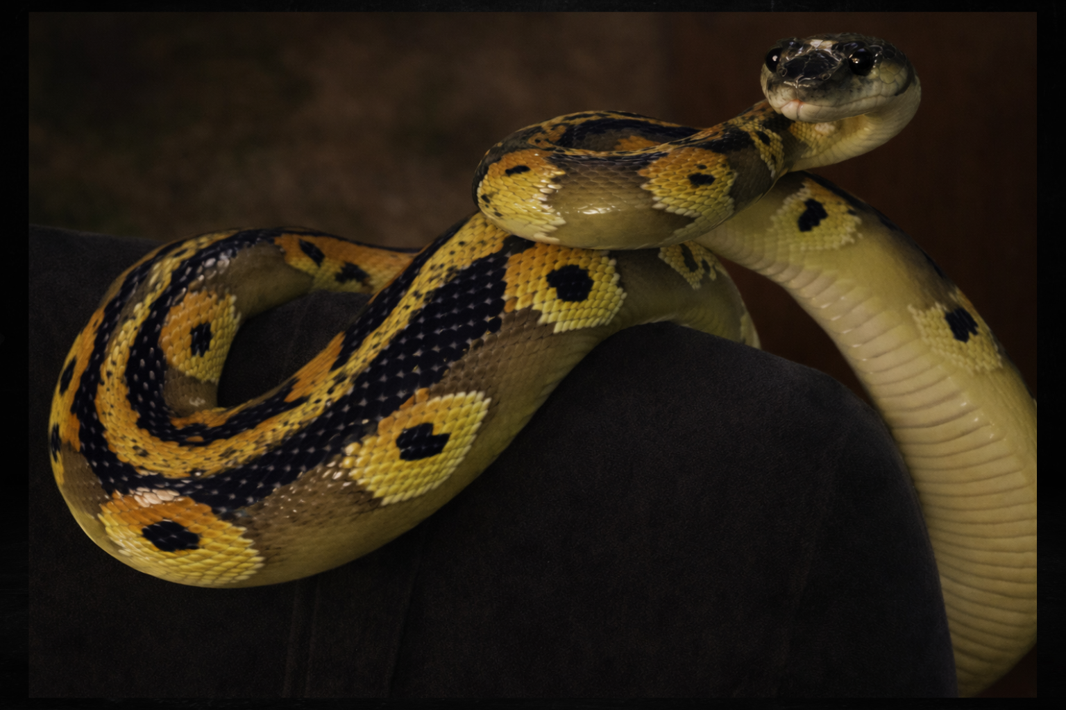 Serpent
