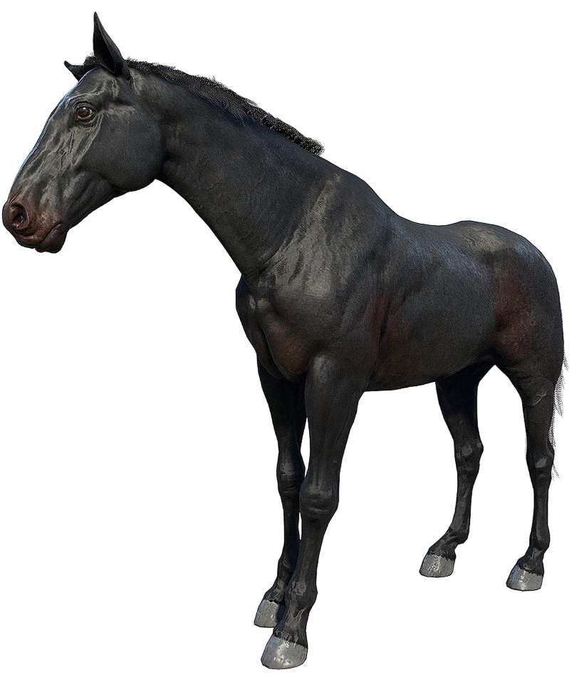Seal Brown Dutch Warmblood