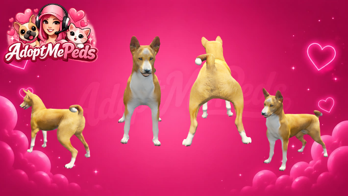 Basenji & Basenji Puppy