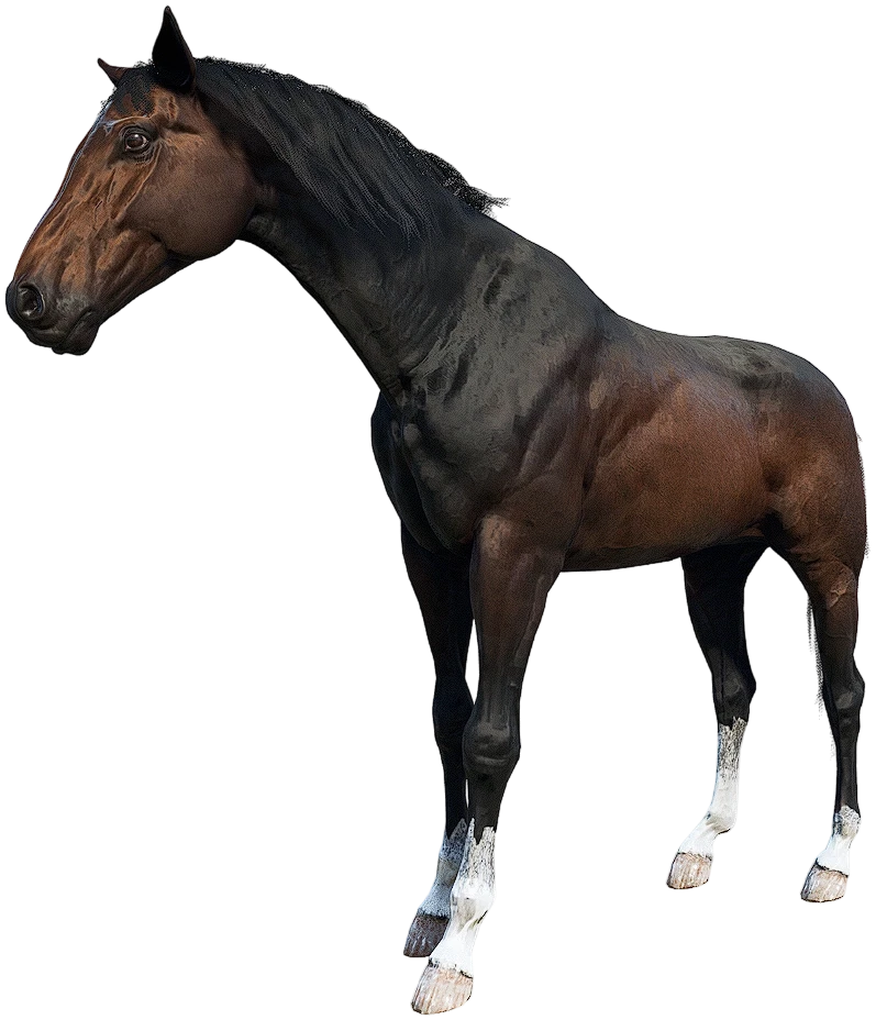 Dark Bay Turkoman