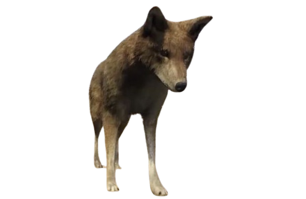 🐺 HUISDIER COYOTE