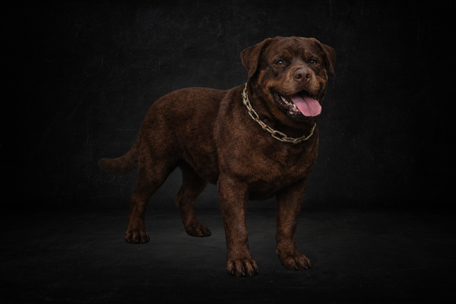 Rottweiler ( survie )