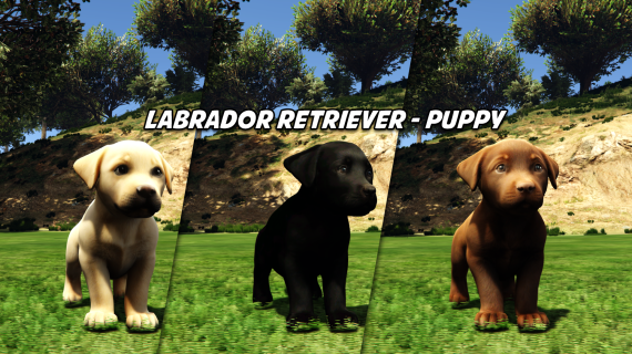 Labrador Retriever - Puppy