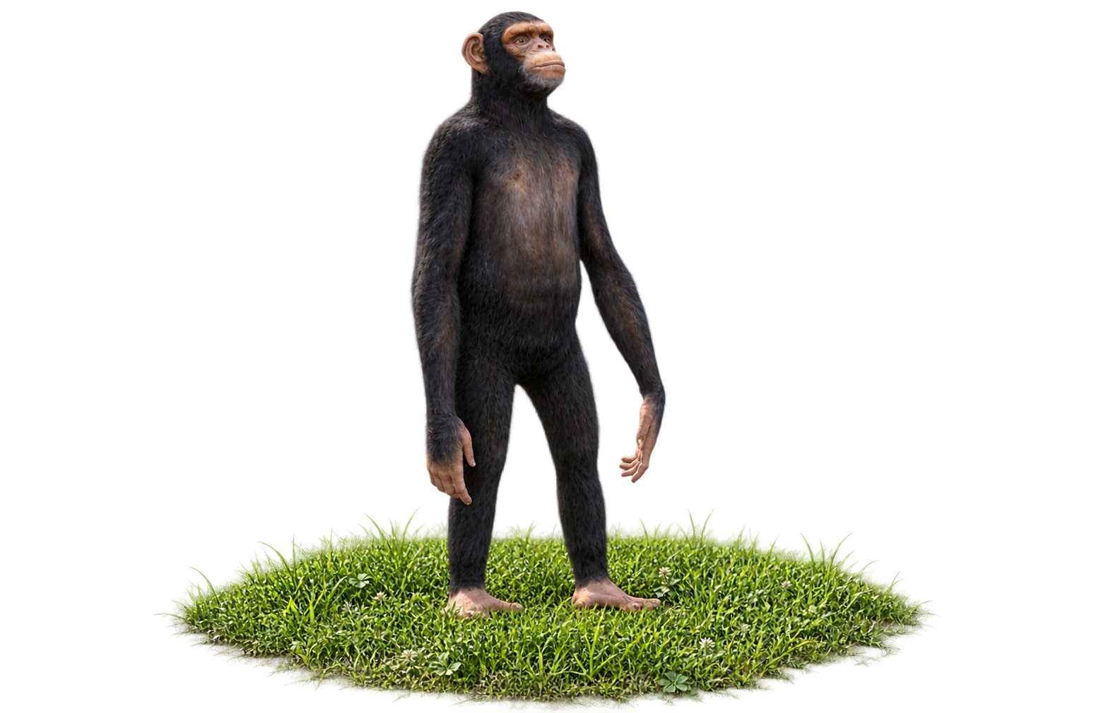 Chimp