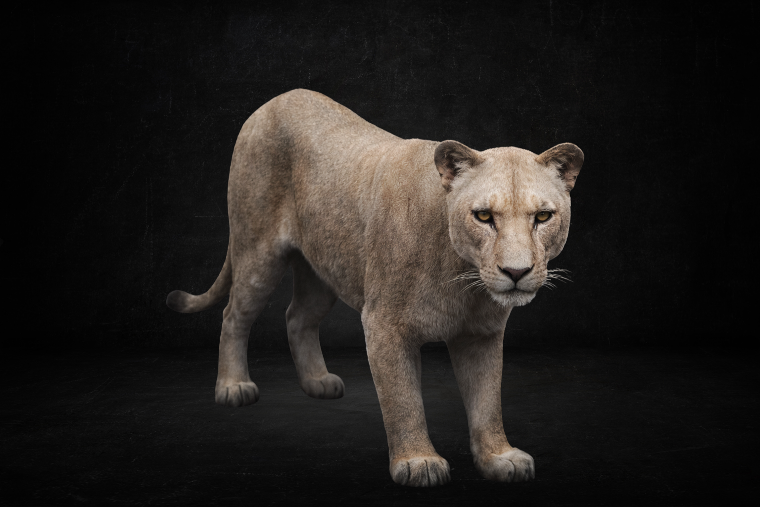 Lionne ( perma )