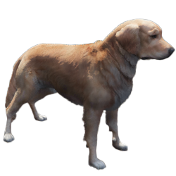 Overige honden