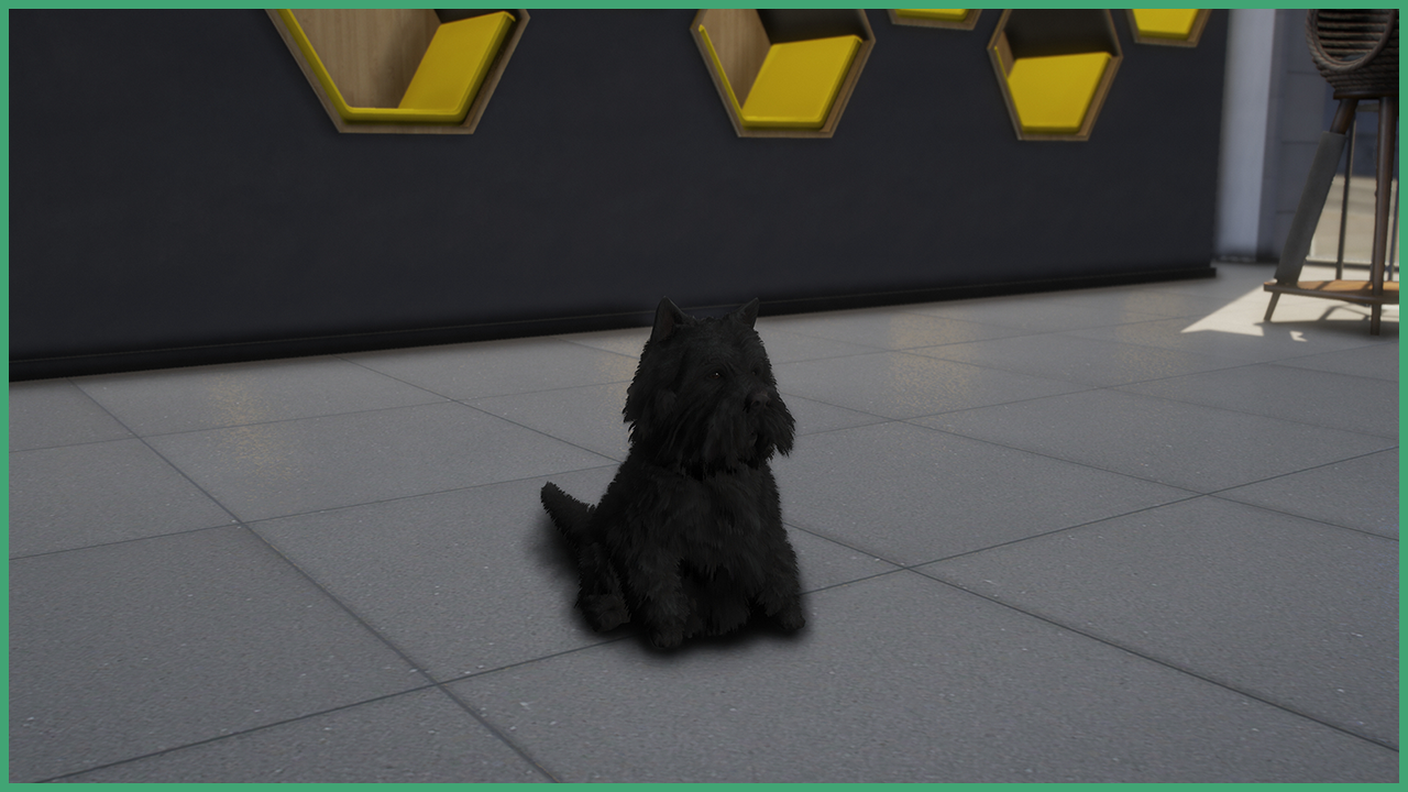 Black Westie