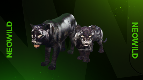 Black Jaguar Bundle