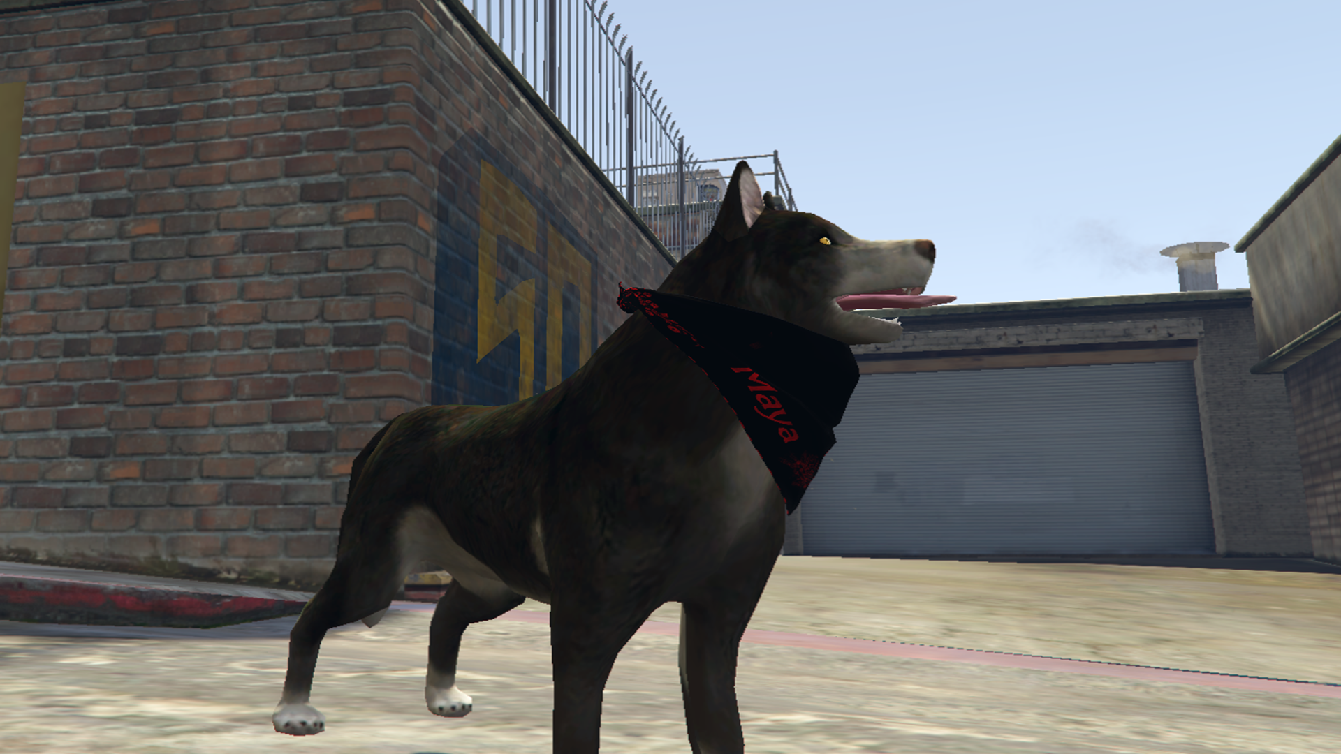 Husky with Bandana
