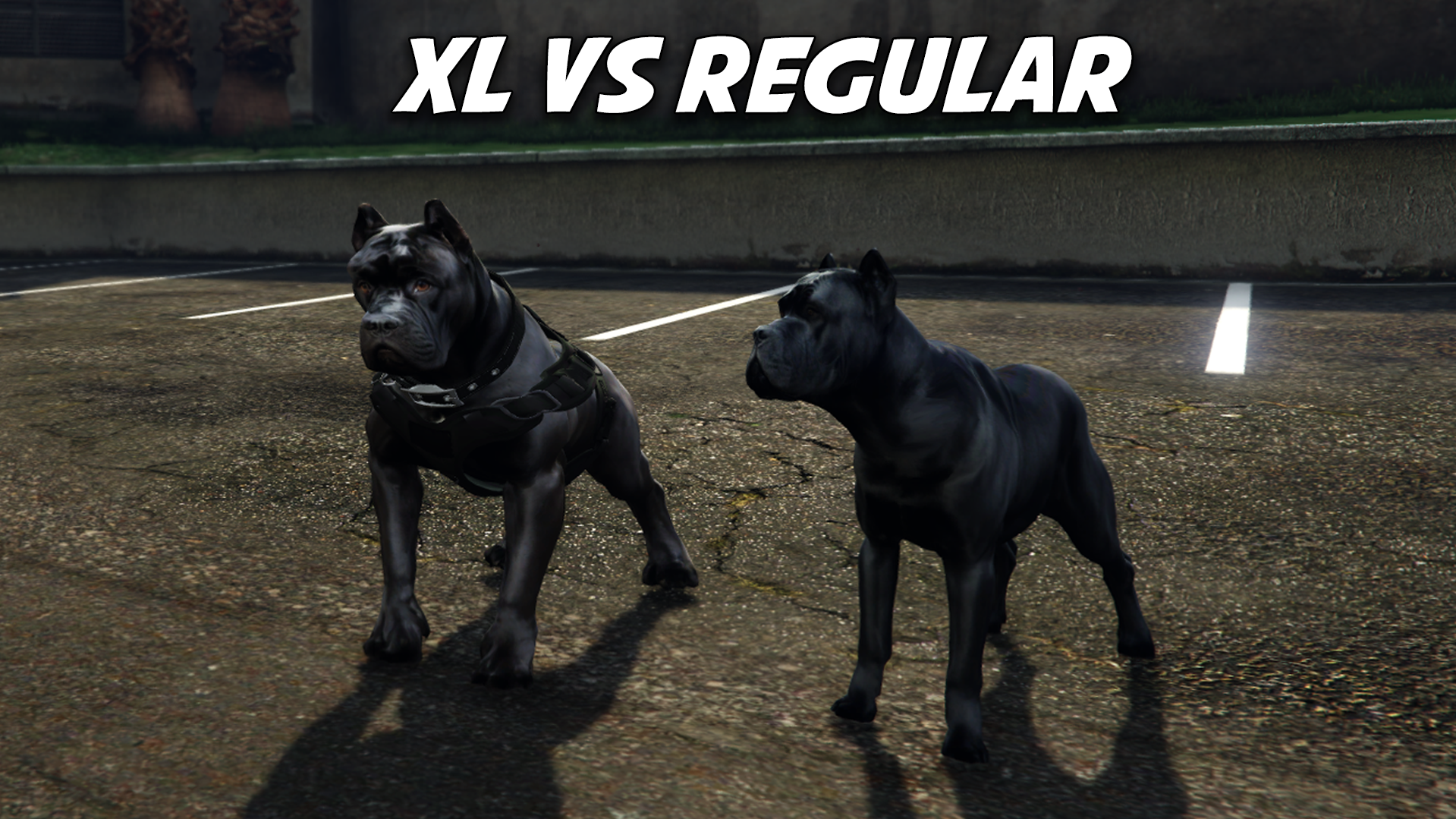 Cane Corso (Regular + XL)
