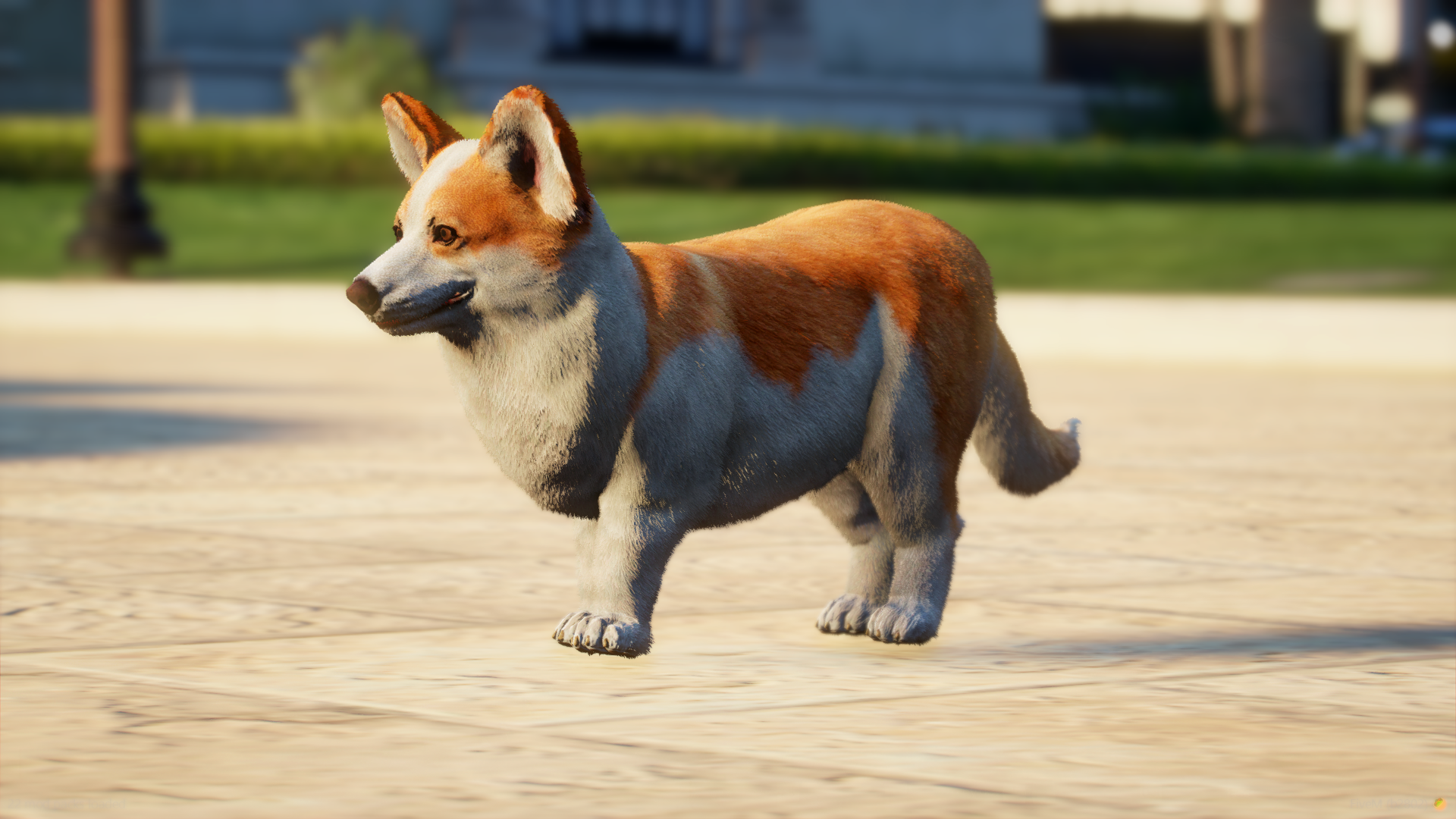 Corgi