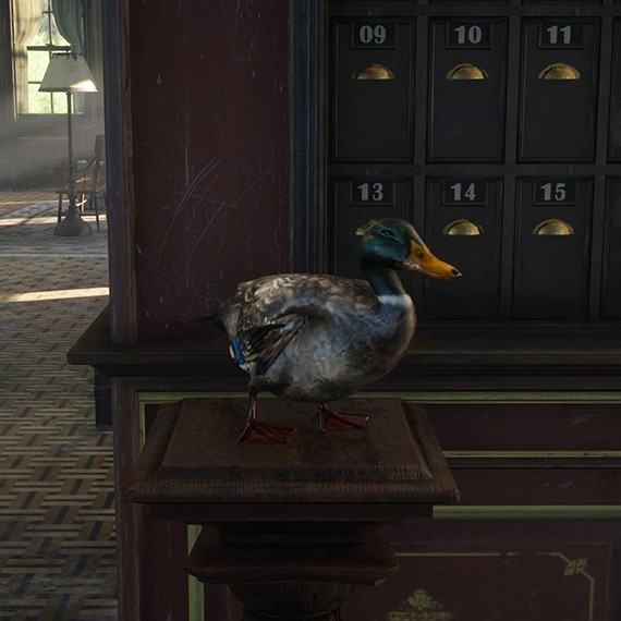 Canard