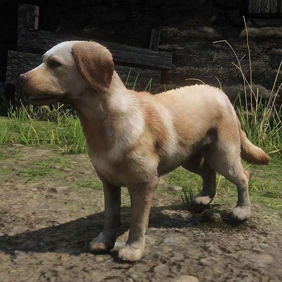 Chien errant