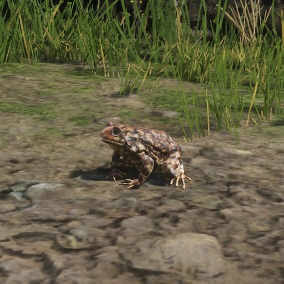 Crapaud