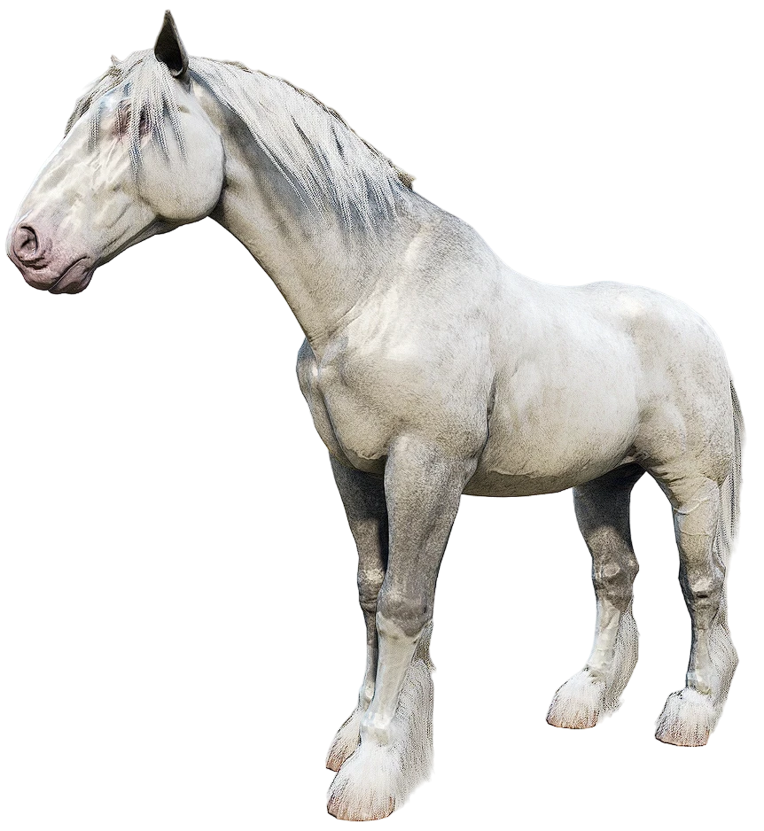 Light Grey Shire