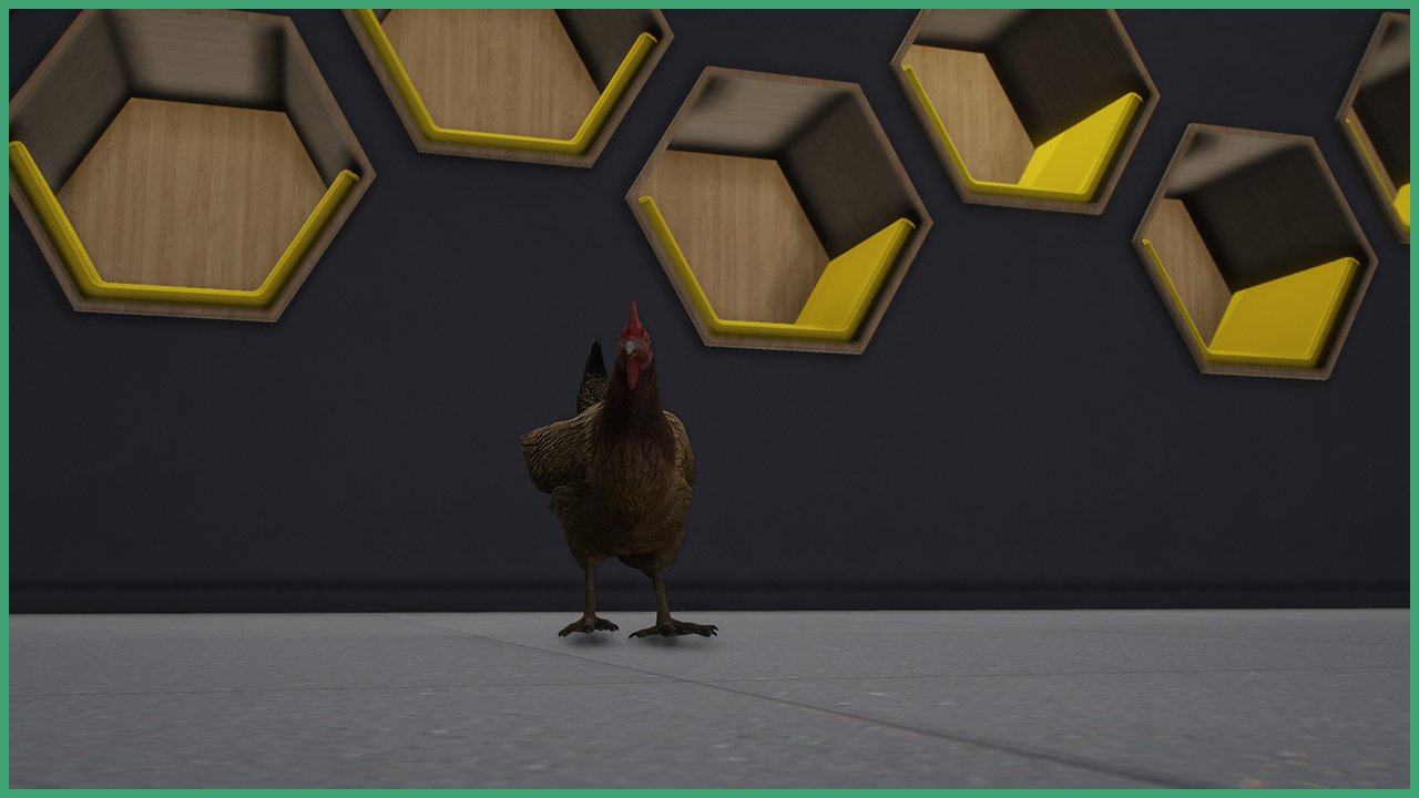 Chicken
