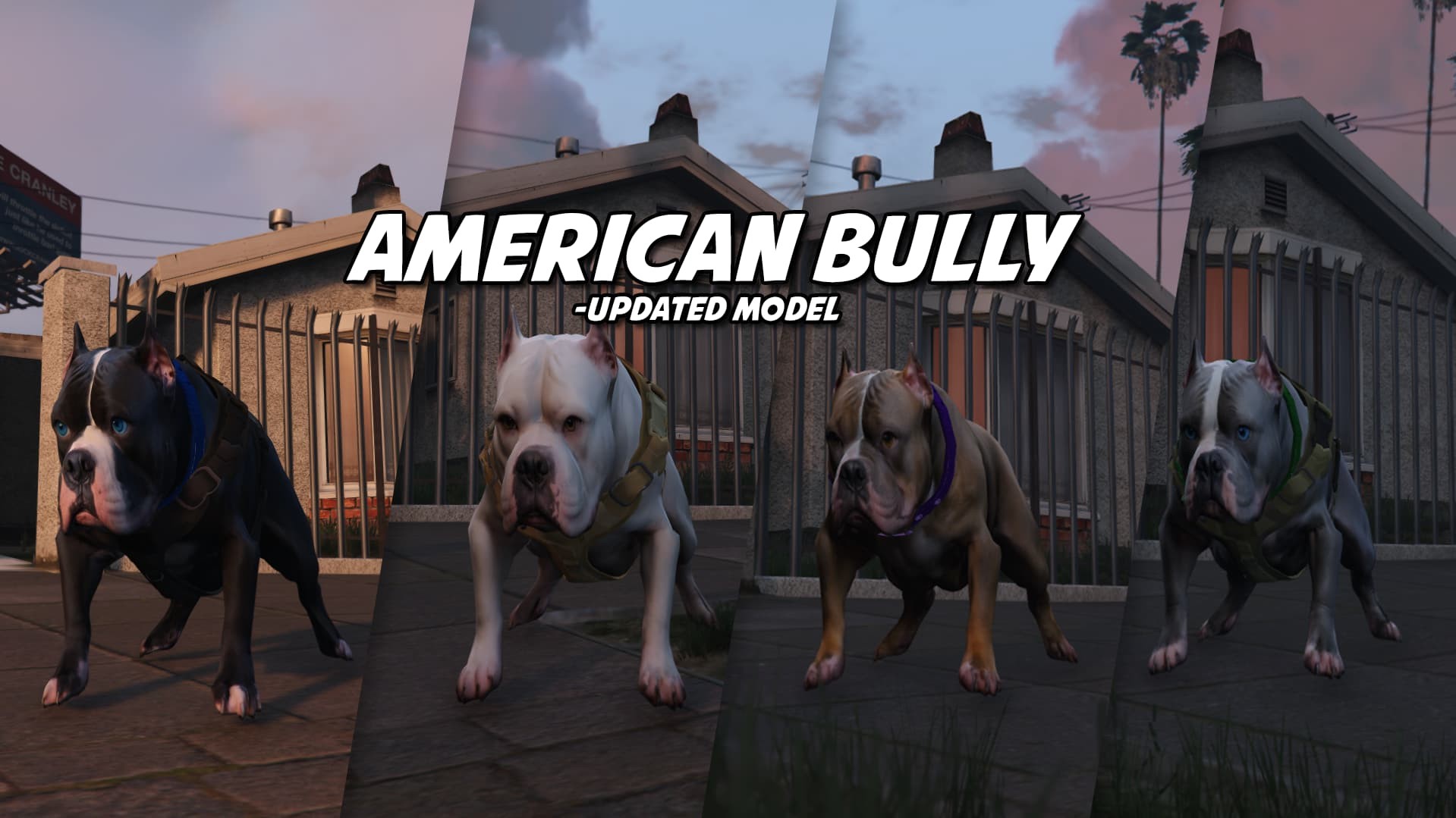 American Bully