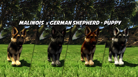 Malinois / German Shepherd - Puppy