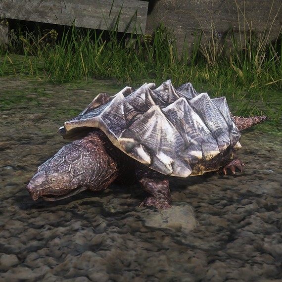 Tortue alligator